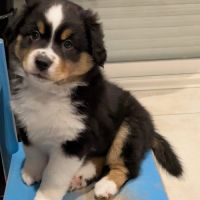 Chiots berger américain miniature lof #1