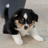 Chiots berger américain miniature lof #3