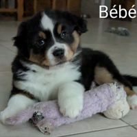 Chiots berger américain miniature lof #4