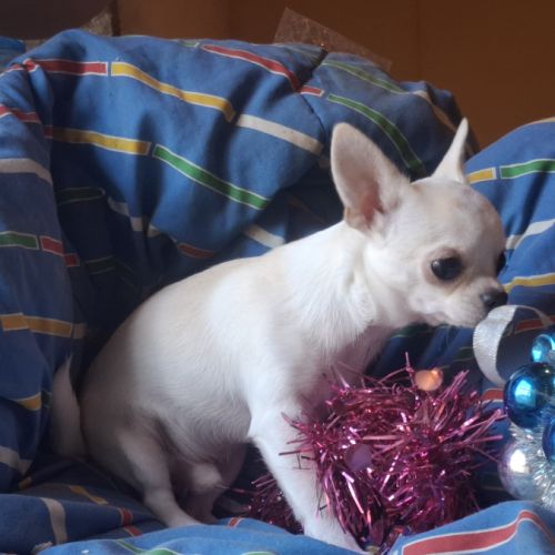 Chiot chihuahua lof #2