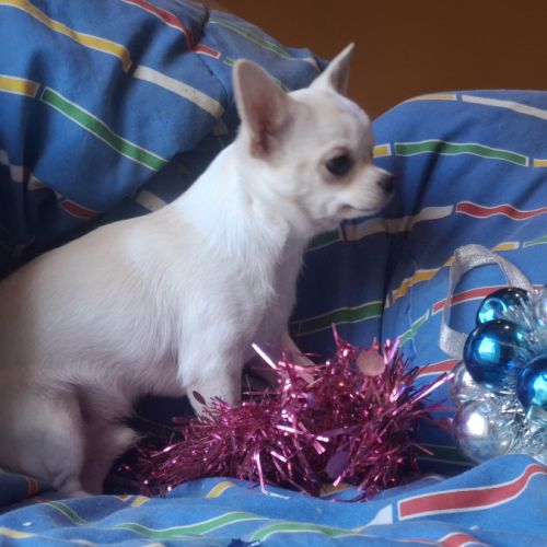 Chiot chihuahua lof #0