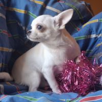 Chiot chihuahua lof #1