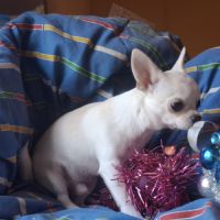 Chiot chihuahua lof #2