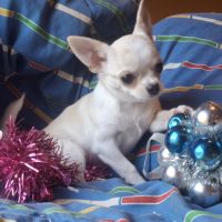 Chiot chihuahua lof #4