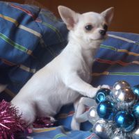 Chiot chihuahua lof #5