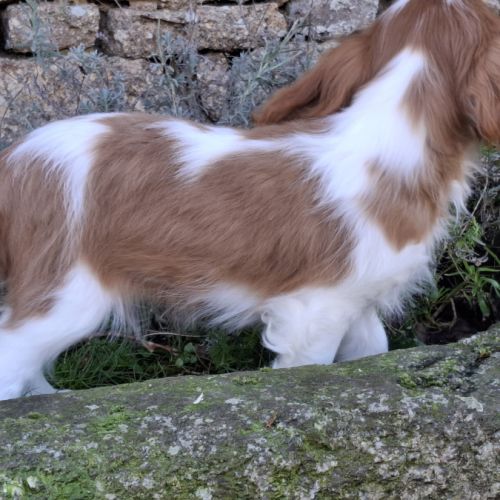 Chiot cavalier king charles #1