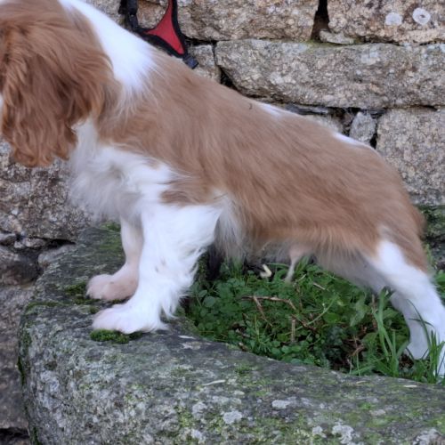 Chiot cavalier king charles #2