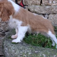 Chiot cavalier king charles #2