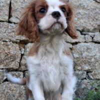 Chiot cavalier king charles #4