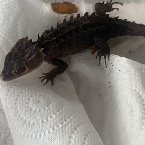 Tribolonotus gracilis #0