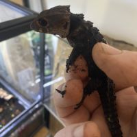 Tribolonotus gracilis #2