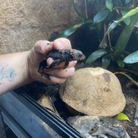 Tribolonotus gracilis #3