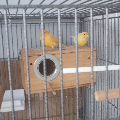 A vendre 2 jeunes canari