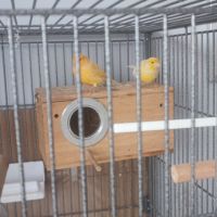 A vendre 2 jeunes canari