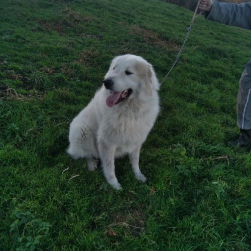 Chiots montagne des pyrenees #2