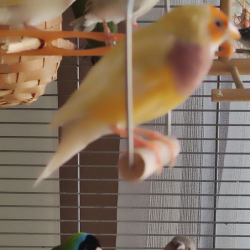 Diamants de goulds #2