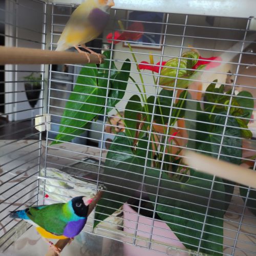 Diamants de goulds #4