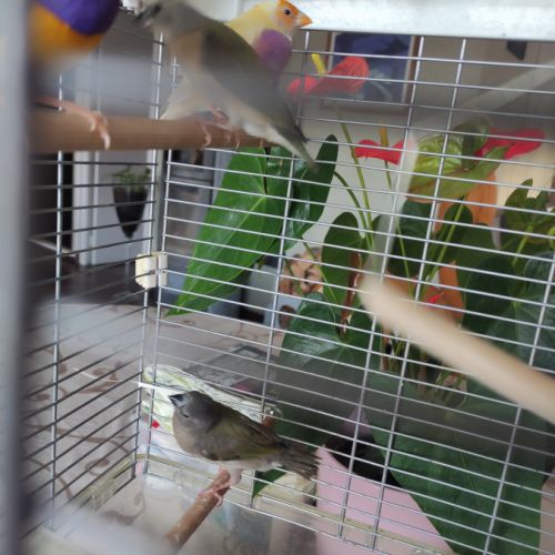 Diamants de goulds #5