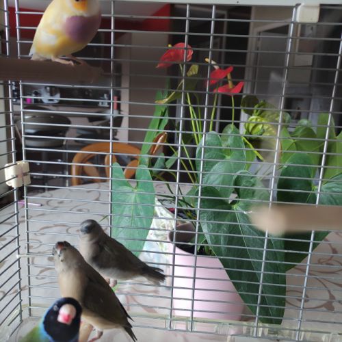 Diamants de goulds #6