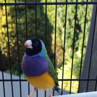 Diamants de goulds #1