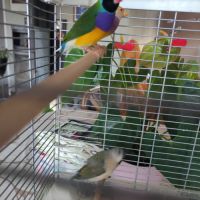 Diamants de goulds #0