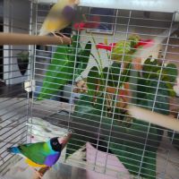 Diamants de goulds #4