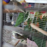 Diamants de goulds #5