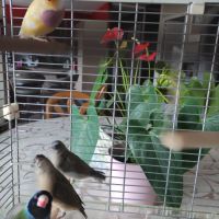 Diamants de goulds #6