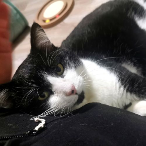 Zorro, adorable chat à l'adoption #1