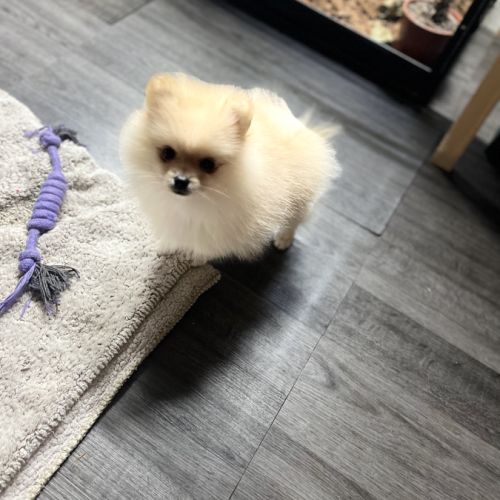 Spitz nain - pomeranien #1