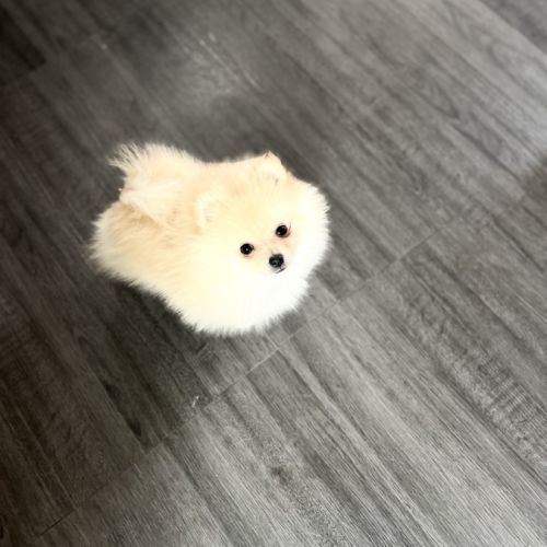 Spitz nain - pomeranien #2