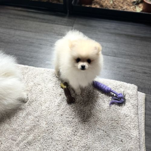 Spitz nain - pomeranien