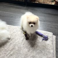 Spitz nain - pomeranien #0