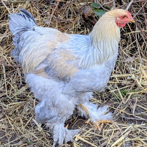 Magnifique jeune coq brahma isabelle #0