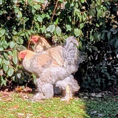 Magnifique jeune coq brahma isabelle #0