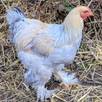 Magnifique jeune coq brahma isabelle