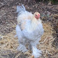 Magnifique jeune coq brahma isabelle #2