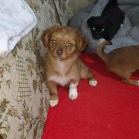 Candy petit croisé chihuahua