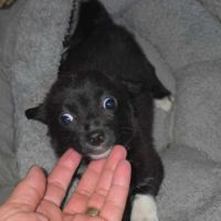 Guimauve x chihuahua