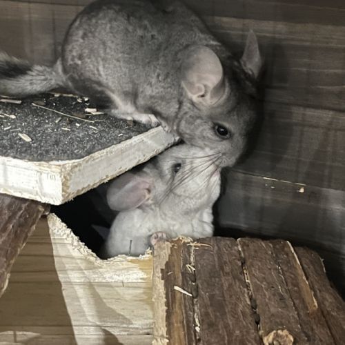 À vendre deux adorables bébés chinchillas #0
