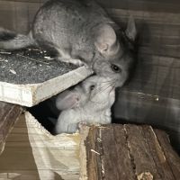À vendre deux adorables bébés chinchillas