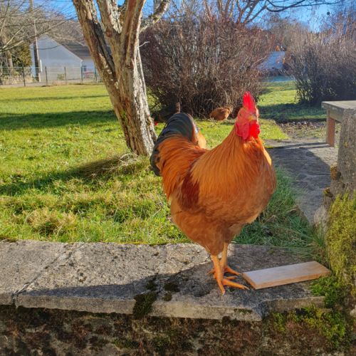 Coq new hampshire nain