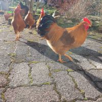 Coq new hampshire nain #1