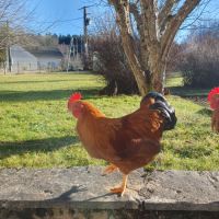 Coq new hampshire nain #3