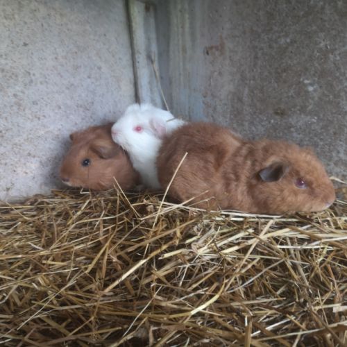 Jeunes cuys mâles et femelles. #0