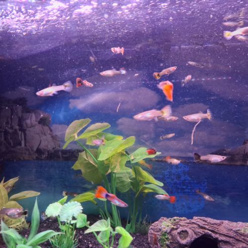 Vente de guppys males et femelles #4