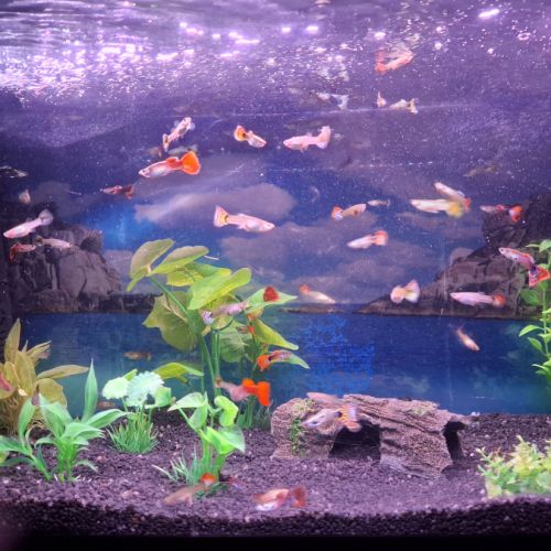 Vente de guppys males et femelles #0