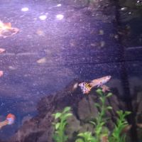 Vente de guppys males et femelles #1