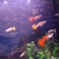 Vente de guppys males et femelles #2