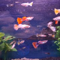 Vente de guppys males et femelles #3